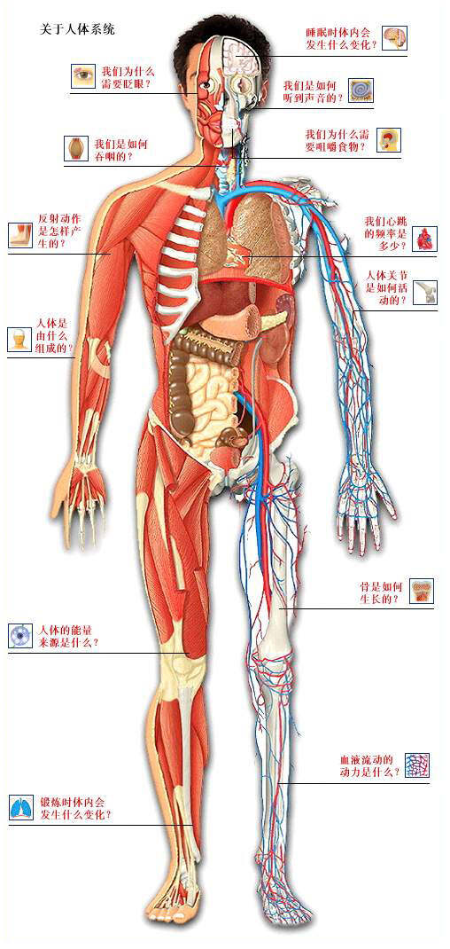 最新人體網，前沿科技平臺揭示人體奧秘