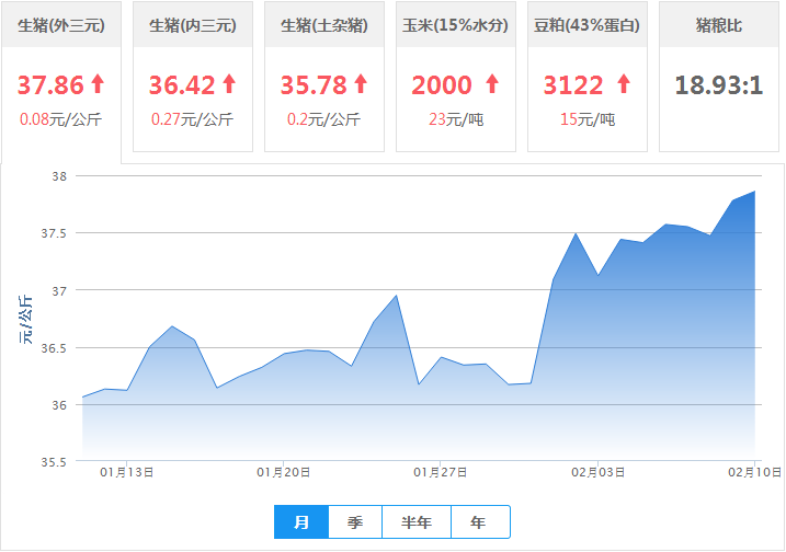 最新生豬價格行情解析