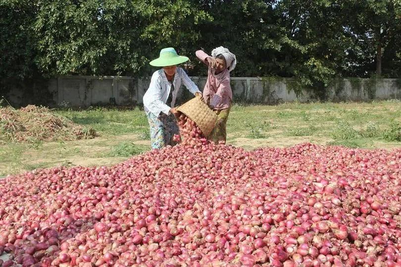 洋蔥價格走勢揭秘，市場動態、影響因素與未來預測分析